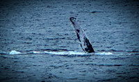 2023 Maui - Whale Watching Dinner Cruise - TJP (8 of 28)