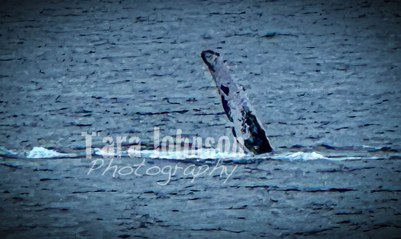 2023 Maui - Whale Watching Dinner Cruise - TJP (8 of 28)