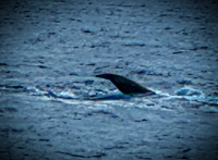 2023 Maui - Whale Watching Dinner Cruise - TJP (9 of 28)