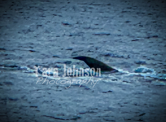 2023 Maui - Whale Watching Dinner Cruise - TJP (9 of 28)