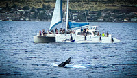 2023 Maui - Whale Watching Dinner Cruise - TJP (12 of 28)