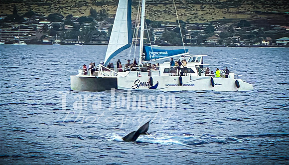 2023 Maui - Whale Watching Dinner Cruise - TJP (12 of 28)