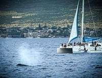2023 Maui - Whale Watching Dinner Cruise - TJP (11 of 28)