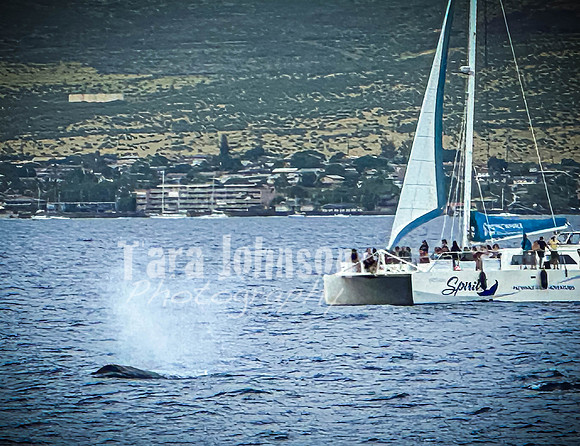 2023 Maui - Whale Watching Dinner Cruise - TJP (11 of 28)