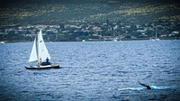 2023 Maui - Whale Watching Dinner Cruise - TJP (10 of 28)