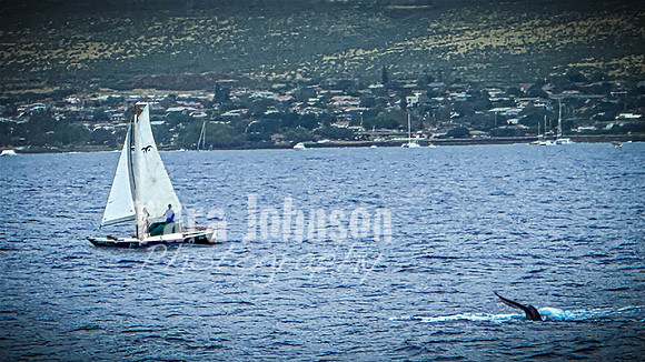 2023 Maui - Whale Watching Dinner Cruise - TJP (10 of 28)