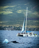 2023 Maui - Whale Watching Dinner Cruise