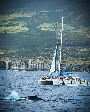 2023 Maui - Whale Watching Dinner Cruise - TJP (13 of 28)