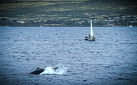 2023 Maui - Whale Watching Dinner Cruise - TJP (14 of 28)