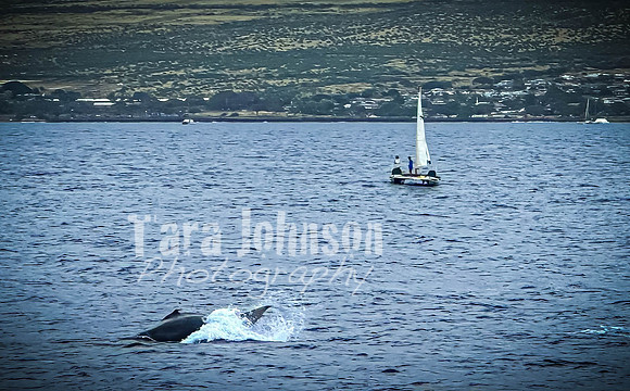 2023 Maui - Whale Watching Dinner Cruise - TJP (14 of 28)