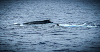 2023 Maui - Whale Watching Dinner Cruise - TJP (15 of 28)