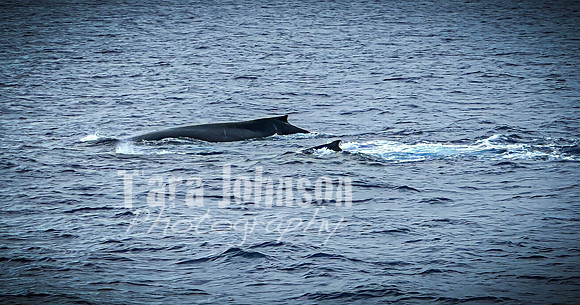 2023 Maui - Whale Watching Dinner Cruise - TJP (15 of 28)