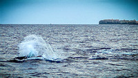 2023 Maui - Whale Watching Dinner Cruise - TJP (16 of 28)