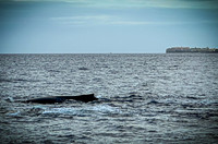 2023 Maui - Whale Watching Dinner Cruise - TJP (17 of 28)