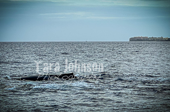 2023 Maui - Whale Watching Dinner Cruise - TJP (17 of 28)