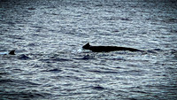 2023 Maui - Whale Watching Dinner Cruise - TJP (18 of 28)