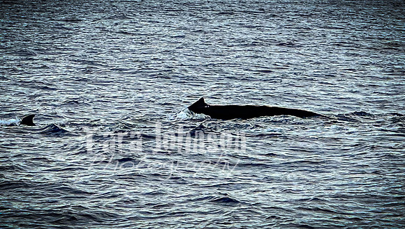 2023 Maui - Whale Watching Dinner Cruise - TJP (18 of 28)
