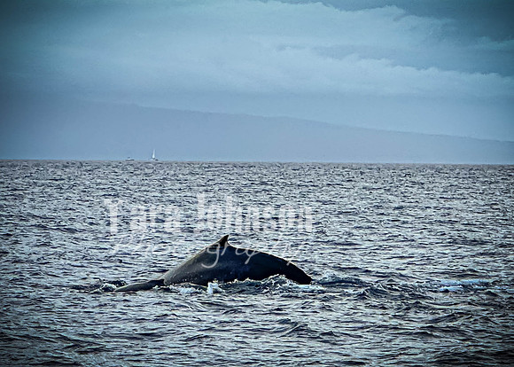 2023 Maui - Whale Watching Dinner Cruise - TJP (21 of 28)