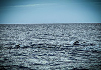 2023 Maui - Whale Watching Dinner Cruise - TJP (19 of 28)