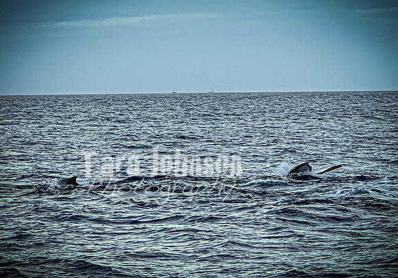 2023 Maui - Whale Watching Dinner Cruise - TJP (19 of 28)