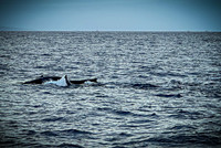 2023 Maui - Whale Watching Dinner Cruise - TJP (20 of 28)