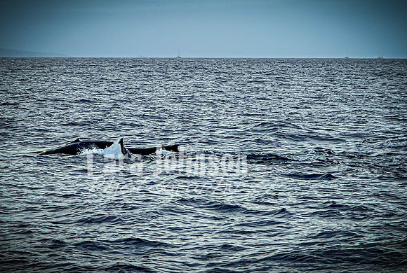 2023 Maui - Whale Watching Dinner Cruise - TJP (20 of 28)