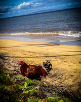 2023 Maui - Vacation - TJP (6 of 44)