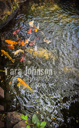2023 Maui - Vacation - TJP (22 of 44)