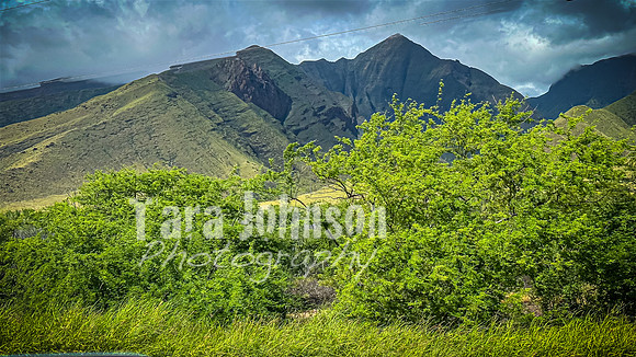 2023 Maui - Vacation - TJP (24 of 44)