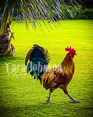 2023 Maui - Vacation - TJP (32 of 44)