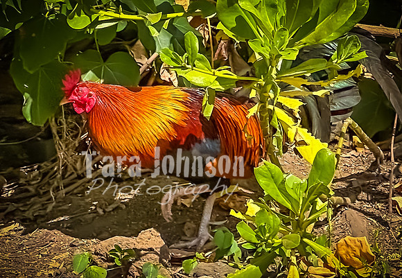 2023 Maui - Vacation - TJP (34 of 44)