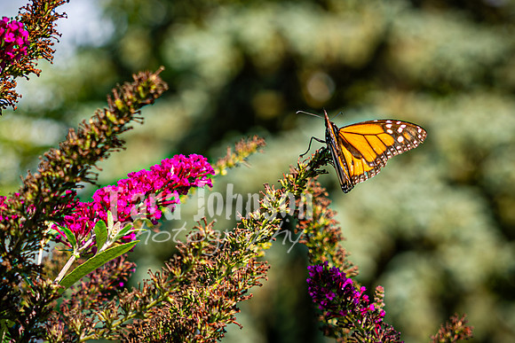 Hannah Horton @ Terraces Flower Farm & Cedar Island - Color - TJP (56 of 104)