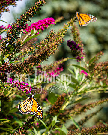 Hannah Horton @ Terraces Flower Farm & Cedar Island - Color - TJP (57 of 104)