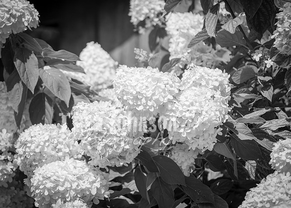 24 D & B Law Wedding - Full Collection B&W (12 of 308)