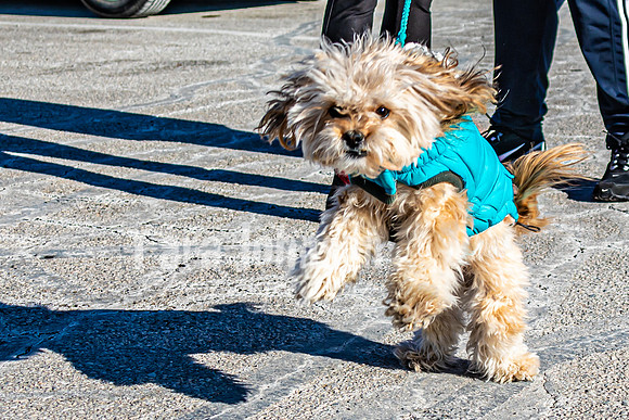 MLK Dog - TJP (1 of 11)