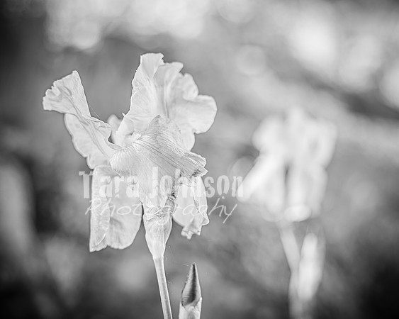 Andrew and Amanda - Complete - BW - TJP (30 of 719)