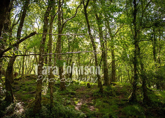 Glendalough Field Trip (52 of 117)