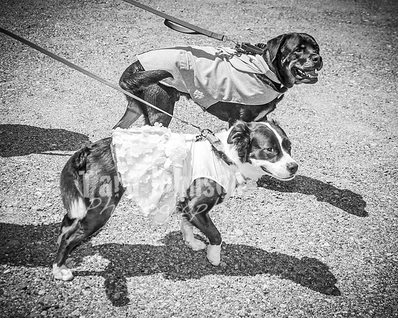 Andrew and Amanda - Complete - BW - TJP (135 of 719)