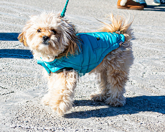 MLK Dog - TJP (9 of 11)