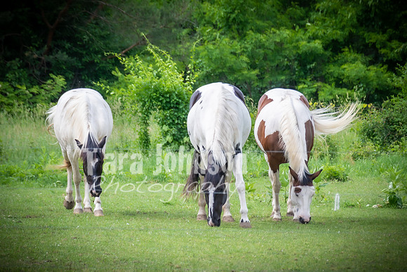 Jordan & Britney - Candids, Farm & Sparklers (17 of 147)