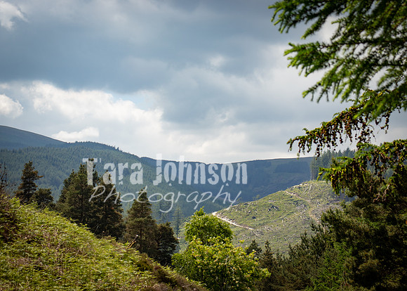 Glendalough Field Trip (91 of 117)