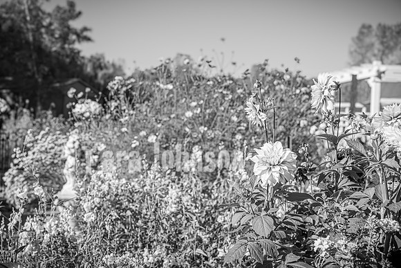 Michael & Ashlee McGrath - Complete - BW - TJP (48 of 428)