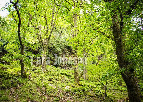 Glendalough Field Trip (66 of 117)