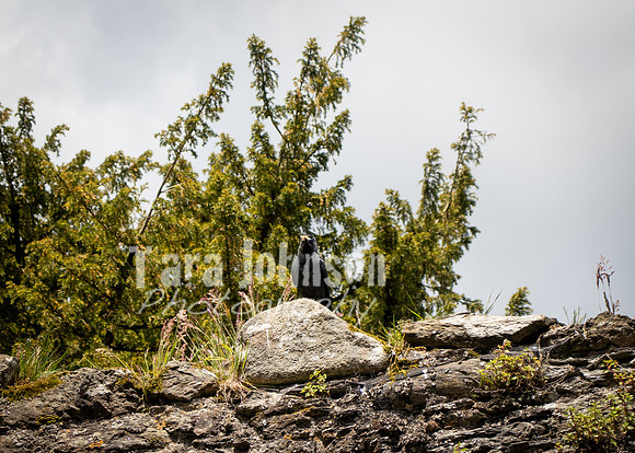 Glendalough Field Trip (45 of 117)