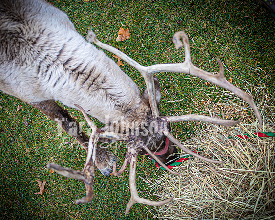 2024 OLS Christmas Tree Lighting - TJP (14 of 70)