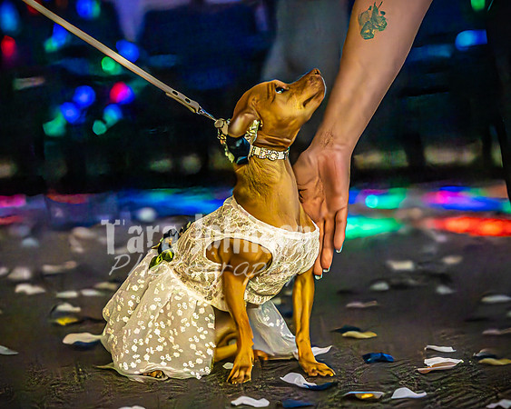 Mitch & Kelly - The Dance - TJP (97 of 99)