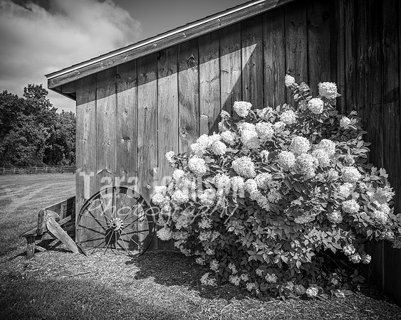 2023 Tyler & Karli Wedding - Complete - BW - TJP (51 of 843)