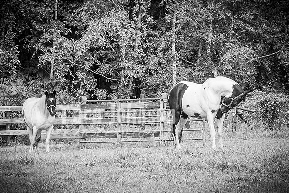 2023 Tyler & Karli Wedding - Complete - BW - TJP (68 of 843)