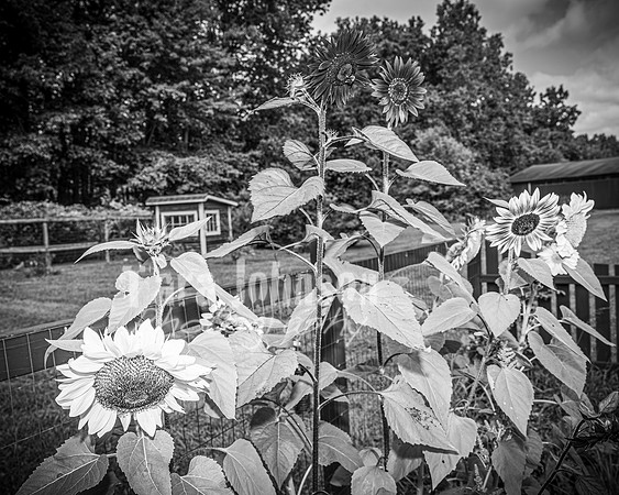2023 Tyler & Karli Wedding - Complete - BW - TJP (76 of 843)