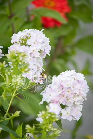 T. & K. Belill Wedding 23 - FC - Color - DPH-205